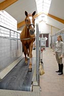Dressurstall Pferd Laufband